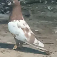 کفتر سینه سرخ نر