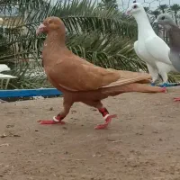 زرد پلاکی