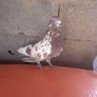 4دونه کبوتر