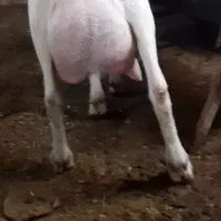 کهره نر سانن