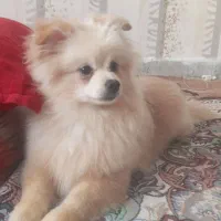 تبریز سهند فاز سه