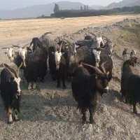 سالم بدون عیب خوش خوراک