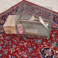 عروس هلندی