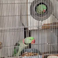 شاه طوطی مولد