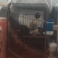 تعدادی عروس هلندی نرو ماده