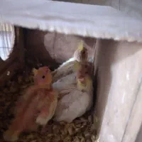 طوطی عروس سرلاکی