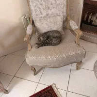 واگذاری رایگان بچه گربه