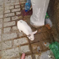 ۲تا خرگوش ۲ماه