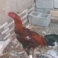 مرغ خروس