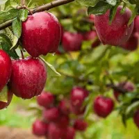 نهال سیب قرمز پربار اصل