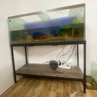 اکواریوم ماهی