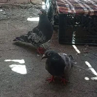 کفتر|پرنده|خاش, |دیوار