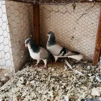 فروش شهری سبز و خال سبز