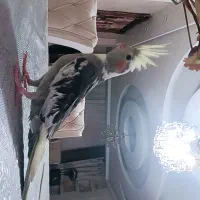 طوطی عروس نر دست اموز 2ماهه