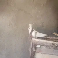 کفتر طوقی
