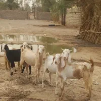 فروش ۵ عدد کهره ۳ عدد نره ۲ عدد ماده