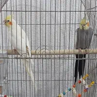 جفت عروس هلندی