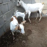 فروش کهر بربری و بچه هاش