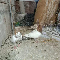 کفتر،صید