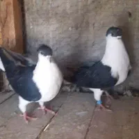 کبوتر سیاه پشت