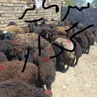 گوسفند