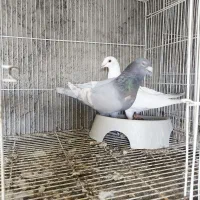 سار و طاوسی پلاکی جفت