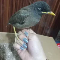 مینا