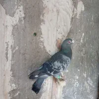 گرفتنی|پرنده|قائن, |دیوار