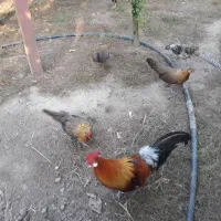 مرغ و خروس فونیکس
