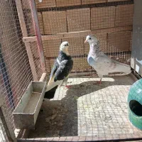 کبوتر|پرنده|اصفهان, بابوکان|دیوار