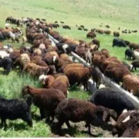 بزرگترین گوسفند فروشی برادران سیدیان بدون واسطه