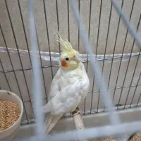 عروس هلندی ماده