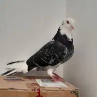 ماده شازده سیاه