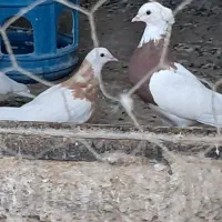 دوتا طوقی میزون