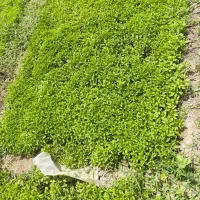 فروش انواع نشا