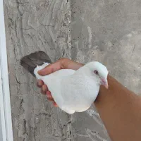 نر دم قهوه ای ملقی