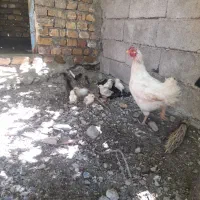 مرغ محلی با جوجه و کبوتر پرشی
