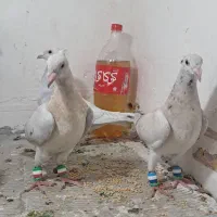 سرور کاکولی
