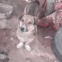 سگ  نگهبان