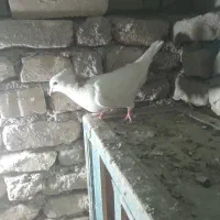 کله دار و پرشی