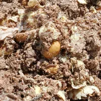 تفاله سیب زمینی خوراک دام
