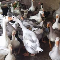 فروش غاز و اردک و جوجه اردک اسراییلی