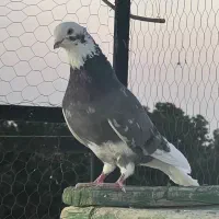 کبوتر هما سبز