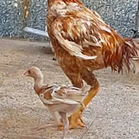 جوجه لاری