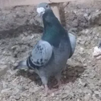 پولکی وسبز آلمانی.پلاکی