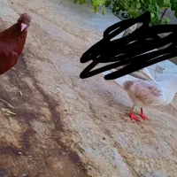 کفتر