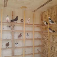 جوجه کفتر