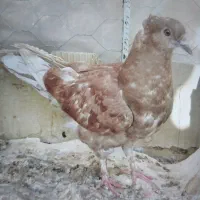 کبوتر جفت
