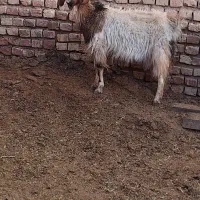 بزدورگ پاکستانی  بزغاله نر