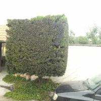 انجام کار باغچه و هرس انواع گیاهان تزئینی